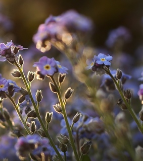 purple flowers field, flowers background and purple