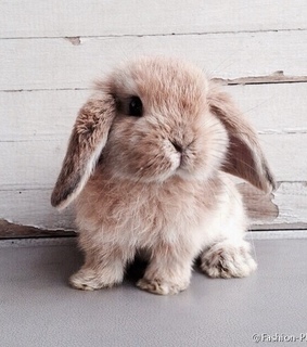 animals, yes and bunny