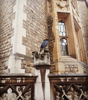 animal, tower of london and expensive life