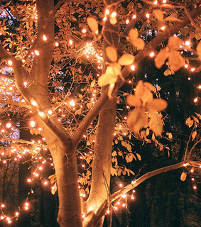 autumn lights, orange leaves and autumn season