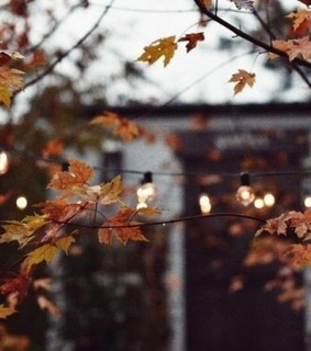 fall, autumn leaves and orange leaves