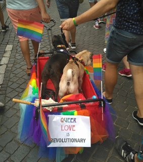 parade, pride and bi