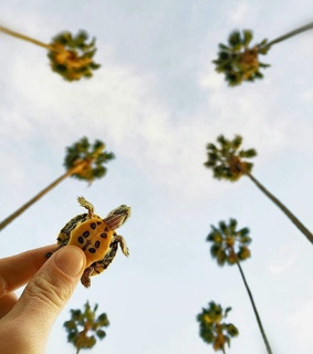 tierno, divino and tortugas