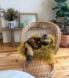 animals, plantas and planta