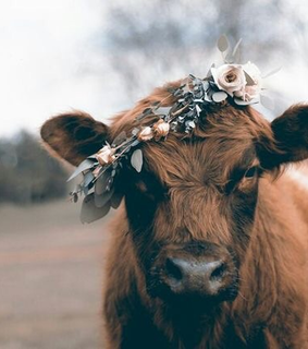 fall, fall season and autumn