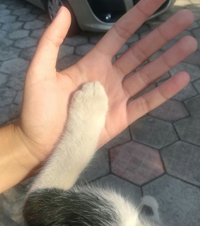 alternative, kitty and cat