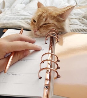 kitty, animals and cat