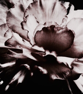 fade theme, cindy kimberly roleplay and site models