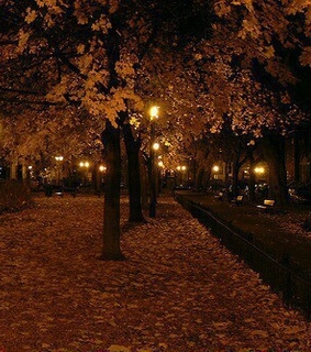 fall night, nature and trees