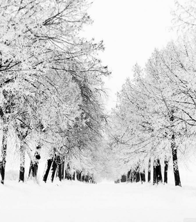 cold days, winter and wonderland