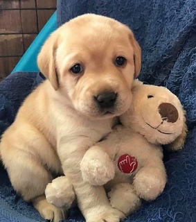 amor, teddy and cute