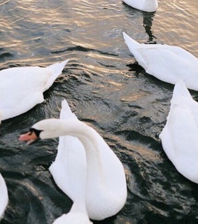 corinna kopf theme, soft theme and cyber theme