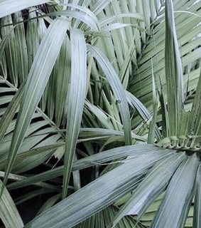 corinna kopf theme, role play and rp model