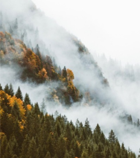 mountain, fall and fall trees