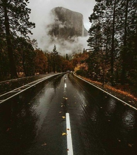 trees, abandon and rain