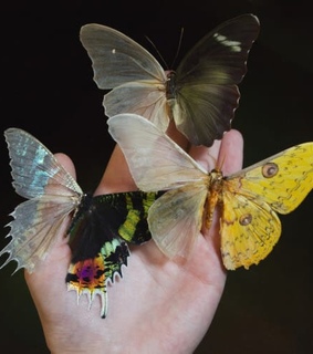 nature, colors and insect