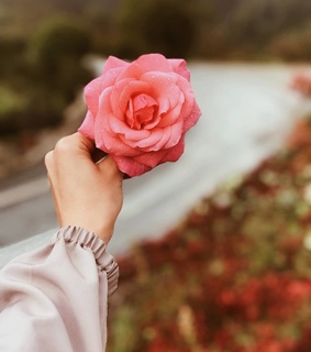 pink flowers, flor and rosa rosa
