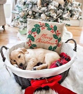 december, dog and winter