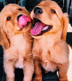 perros, animales and dogs