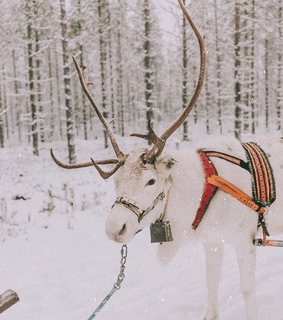 aesthetic, wonderland and animals