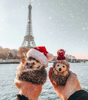 luxury, happy and mr pikee