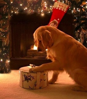 xmas, bemerry and christmastime