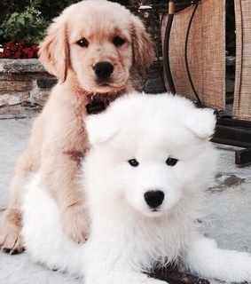 puppies, dogs and animals