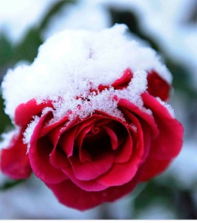 merrychristmas, snow and rose