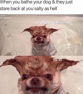 grumpy, animals and funny