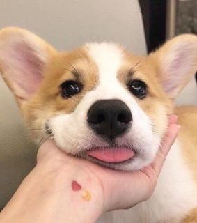 animals, animal and doggies