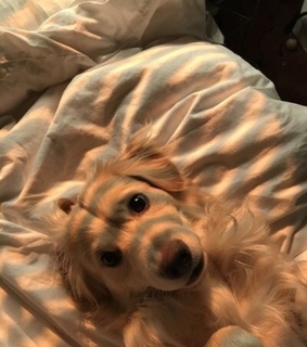 sun, cute and nature