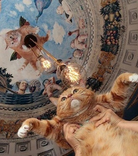 not my picture, cat and colour