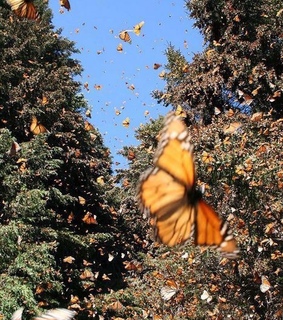 alternative, animals and aesthetic