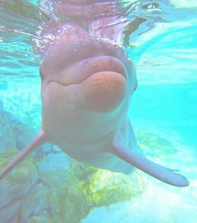 quality, tumblr quality and pool