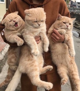 cats, grumpy and fluffy