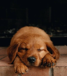 perritos, pet and cute