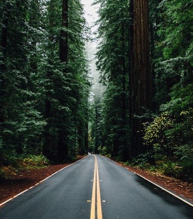 forest green, roadside and road trip