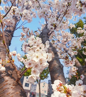 seoul, cherryblossom and nature