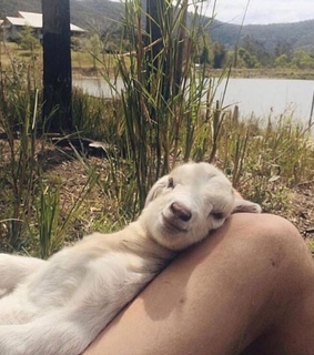 inspiration, animals and softgrunge