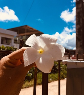 blossom, beautiful and feed