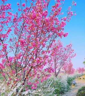 beauty, blue and cherry trees