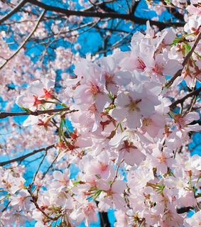 sakura, japan and flowers