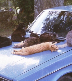 blue car, love and bands