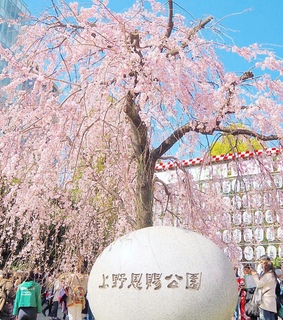 beauty, blue and spring