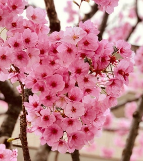 japan, pink and beauty