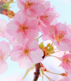 japan, spring and beauty