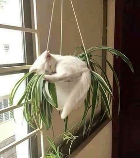 cat in house plant, kitten asleep and cat in plant