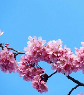 spring, flowers and aesthetic