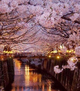 spring, flower and cherry blossoms