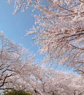 sky, cherryblossom and spring